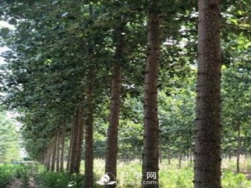 河南周口：培育出不飞絮的杨树新品种