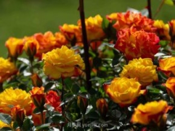 安阳市滑县森林公园月季花开放，赏花打卡正当时