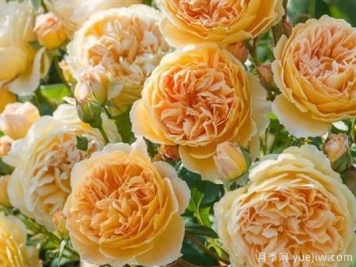 大花香水月季的养护方法，分享10种花香飘满屋