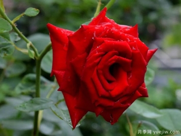 2023年情人节十大玫瑰品种销量榜，卡罗拉位居首位
