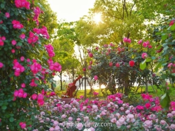 上海前滩休闲公园，月季花海盛景等你赏