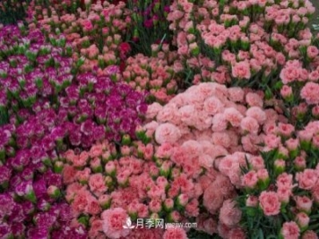 中国6大花市，全国花卉批发市场介绍
