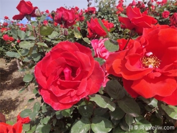 月季、玫瑰、蔷薇分别是什么？如何区别？